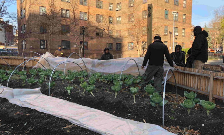 Agricultura urbana