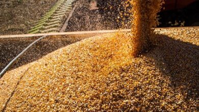 O milho é um dos grãos produzidos pelos agricultores brasileiros