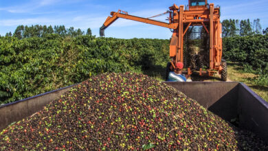 Produção de café ajudou a impulsionar o VBP