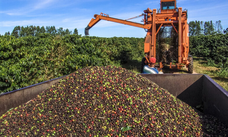 Produção de café ajudou a impulsionar o VBP