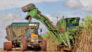 Cana-de-açucar ganha destaque na alta de preços