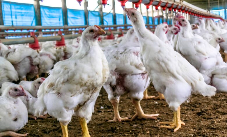 Fazenda de aves no Brasil