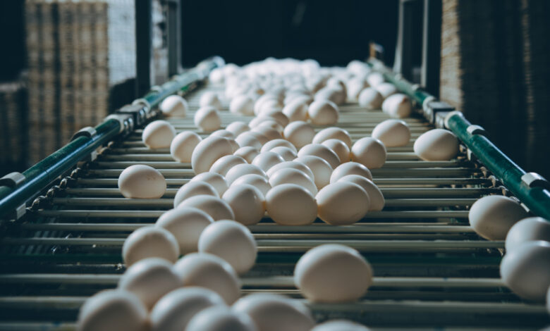 Ovos são fontes de proteínas