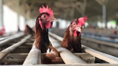 Na Argentina, doença já foi encontrada em animais domésticos