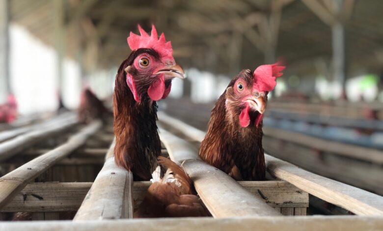 Na Argentina, doença já foi encontrada em animais domésticos