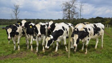 Exportação de carne bovina para China deve ser retomada em breve