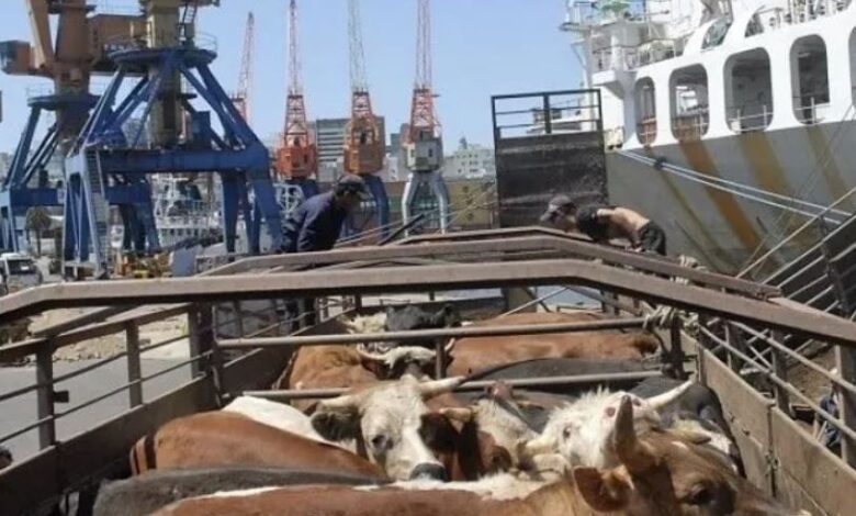 Bovinos esperando para ser embarcados no navio para exportação