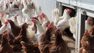 Prevenção envolve a proteção das aves nas granjas