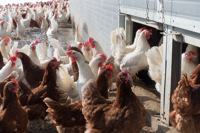 Prevenção envolve a proteção das aves nas granjas