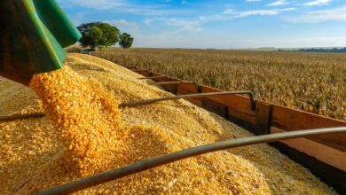 O milho é um dos carros-chefes da produção agrícola brasileira