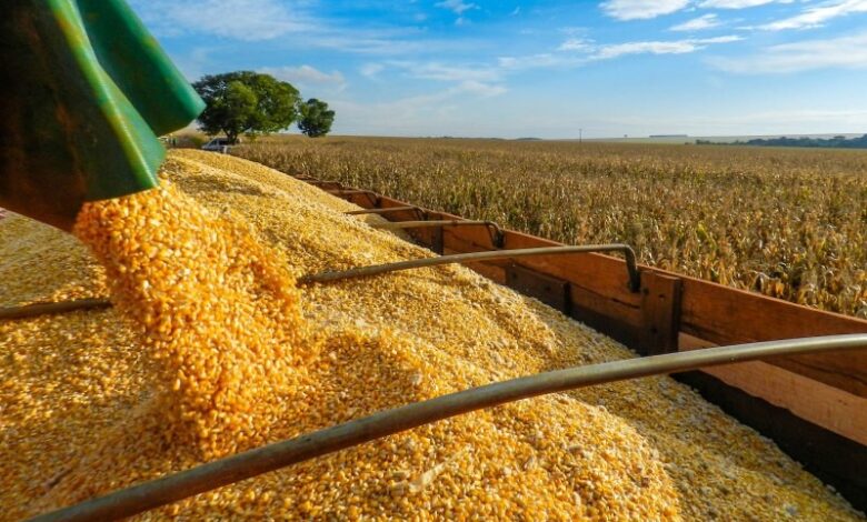 O milho é um dos carros-chefes da produção agrícola brasileira