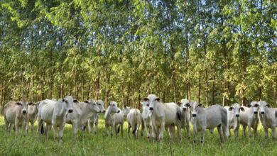 Sistema de Integração Lavoura-Pecuária-Floresta usado na produção agropecuária brasileira