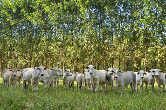 Sistema de Integração Lavoura-Pecuária-Floresta usado na produção agropecuária brasileira