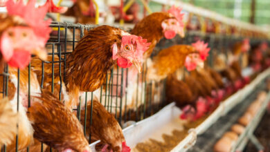 Aves estavam em granja comercial