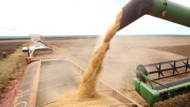 A soja lidera a produção agrícola do Brasil