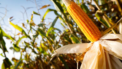 bioinsumo no agro