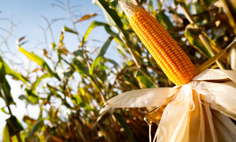 bioinsumo no agro