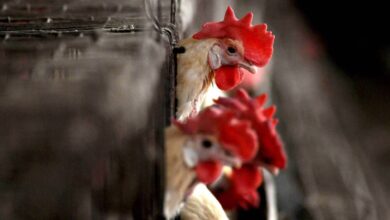 Brasil gripe vacinação aviária