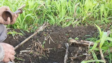 sistema plantio direto para manejo de solo em santa catarina