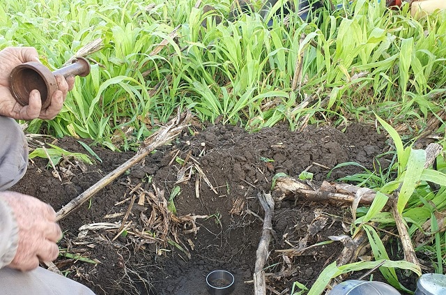 sistema plantio direto para manejo de solo em santa catarina